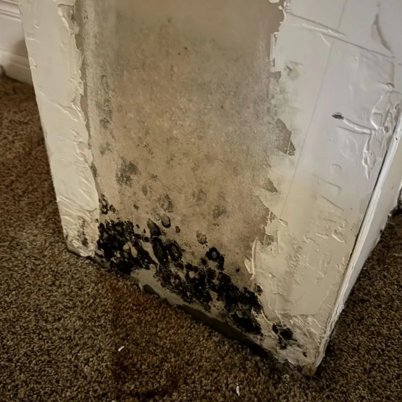 Professional Mold Removal in Middleport, NY